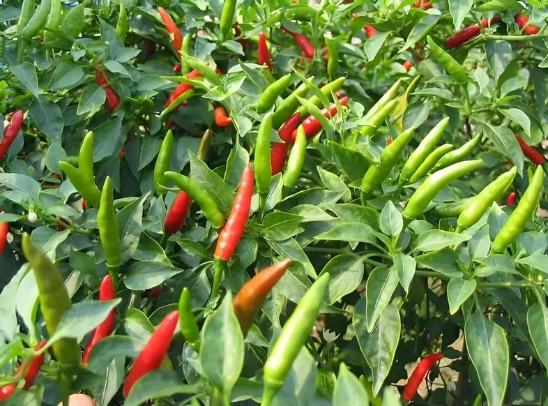 辣椒品种对比图