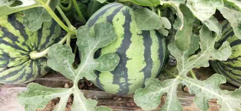 麒麟西瓜与京欣西瓜种植环境对比图