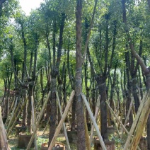 香樟骨架10-30分，低价出售