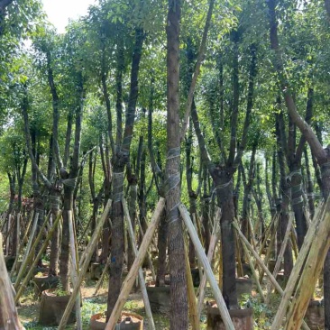 香樟骨架10-30分，低价出售