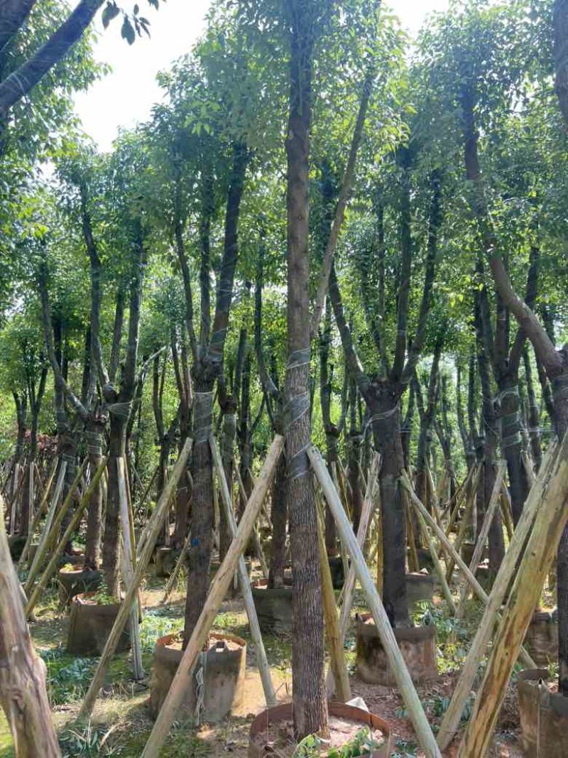 香樟骨架10-30分，低价出售
