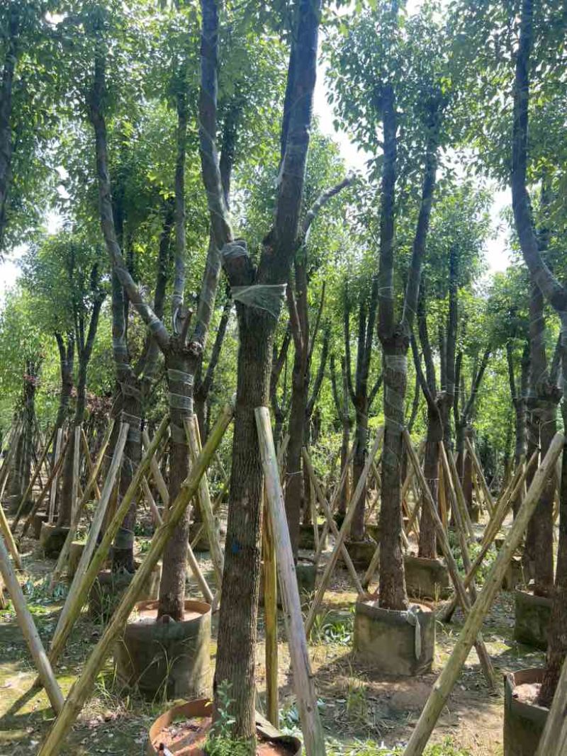 香樟骨架10-30分，低价出售