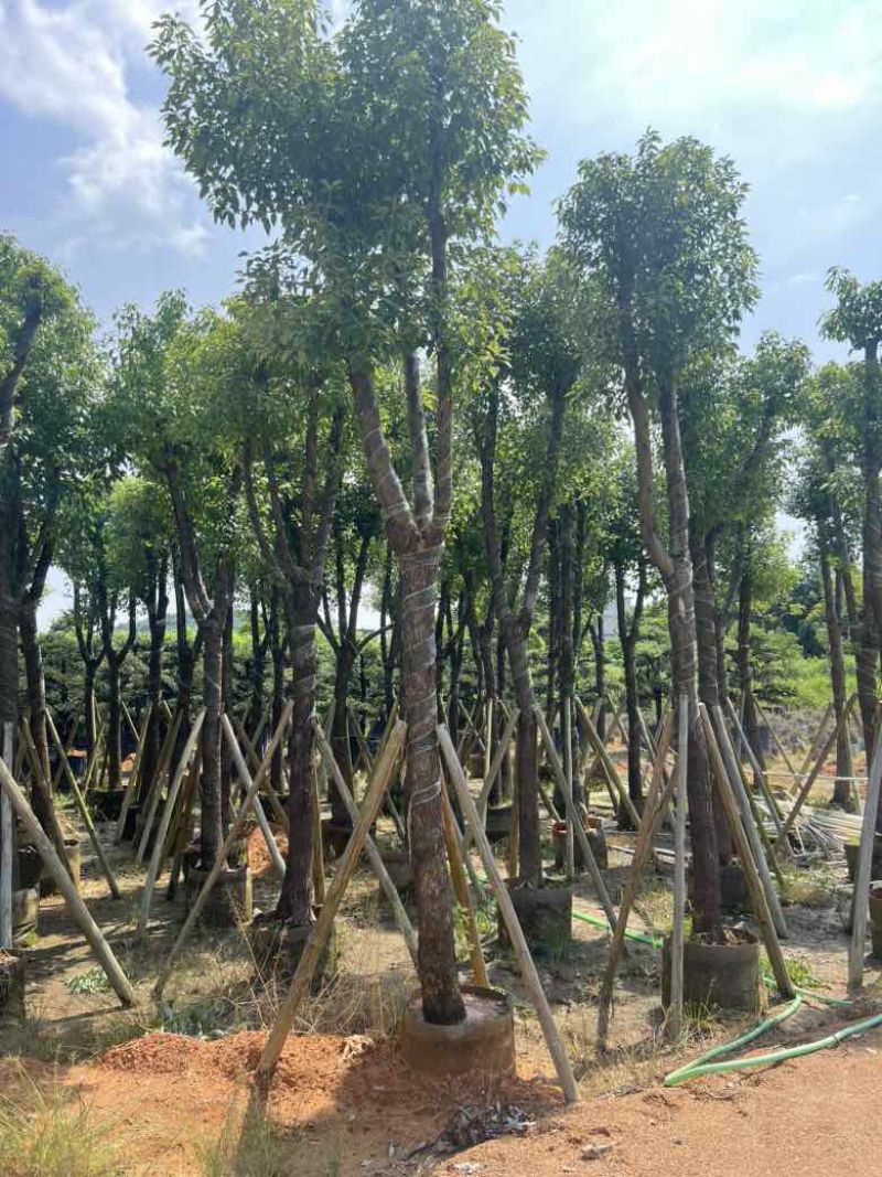 香樟骨架10-30分，低价出售