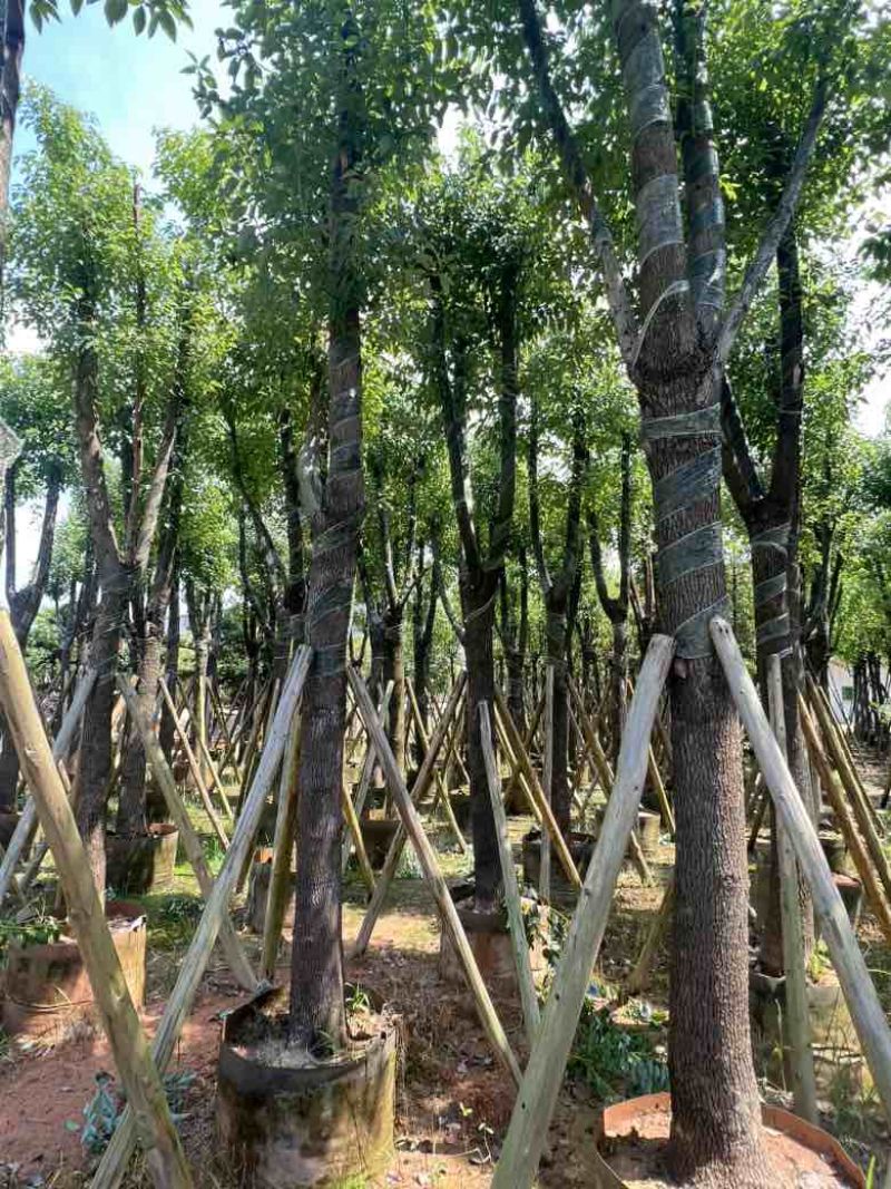香樟骨架10-30分，低价出售