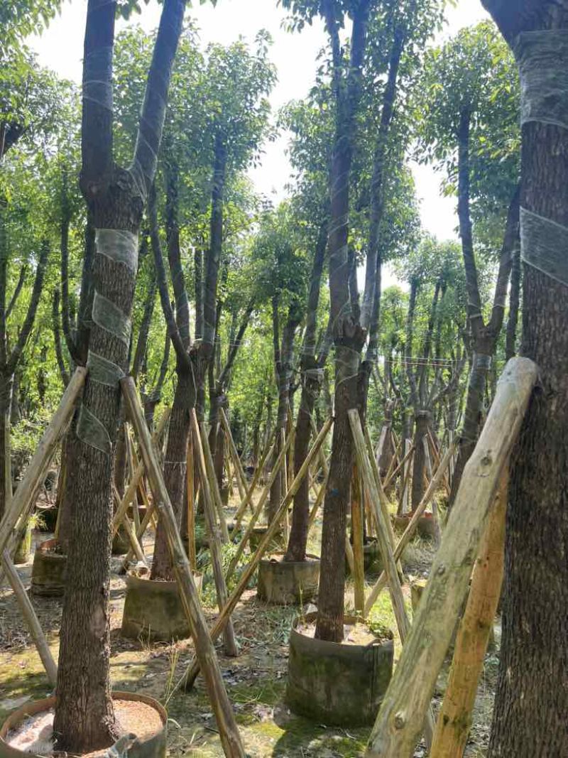 香樟骨架10-30分，低价出售