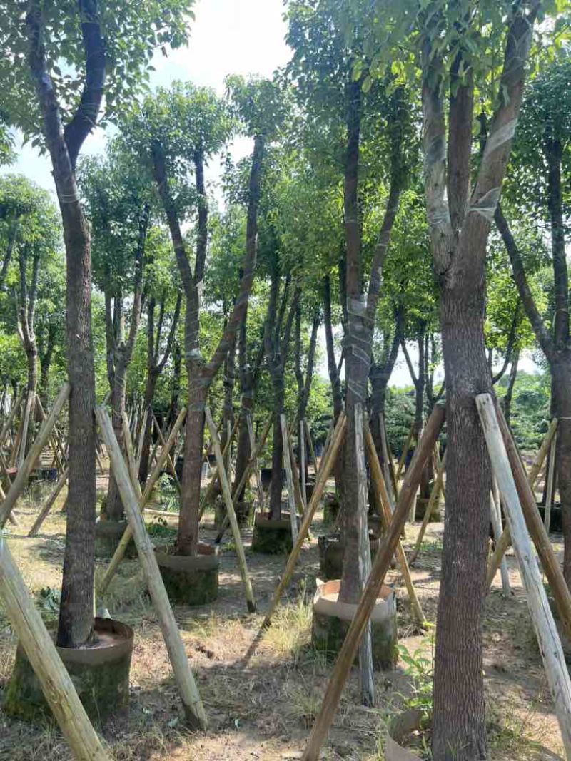 香樟骨架10-30分，低价出售