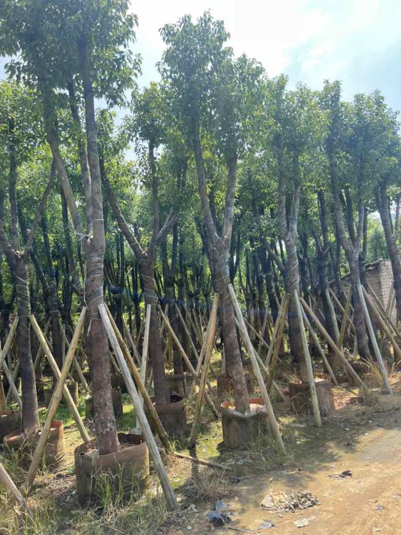 香樟骨架10-30分，低价出售