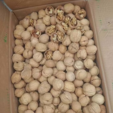 24年新货新疆185薄皮核桃中大个现货