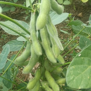 毛豆