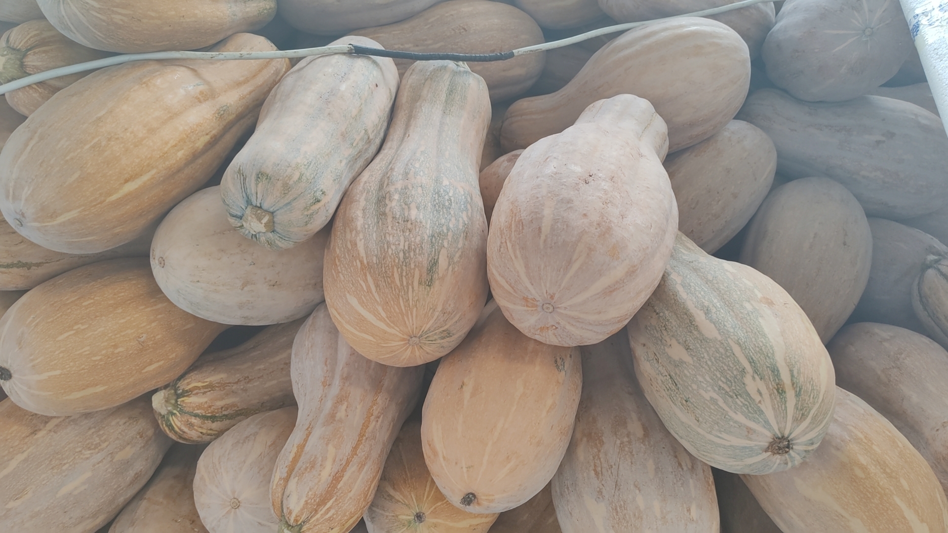 干燥通风环境中的完整老南瓜特写:多颗成熟老南瓜整齐码放在传统农家木架上,南瓜表皮呈现典型深橘红底色与浅褐色纵向条纹,表面均匀覆盖灰白色天然蜡质粉霜,无任何软烂、水渍、霉点或机械损伤;背景可见夯土墙面与手工竹编簸箕,整体光线柔和自然,凸显南瓜坚实饱满的形态与乡村储藏场景 老南瓜堆放在干燥通风的农家木架上,表皮呈深橘红色带浅褐色条纹,表面覆盖薄层天然蜡粉,无磕碰与霉斑,背景为土墙与竹编簸箕