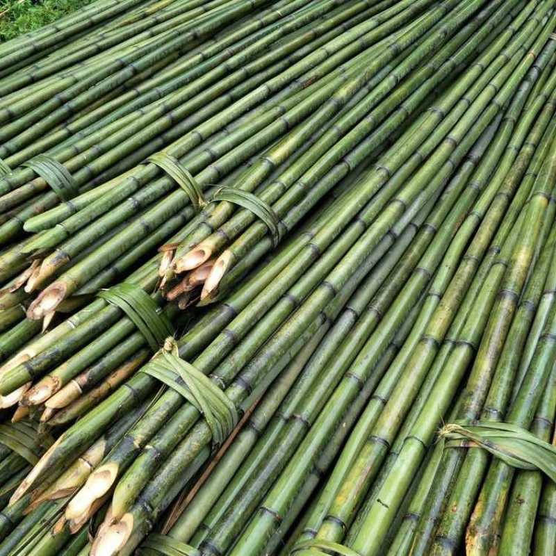 野生小山竹搭架竹竿小竹子