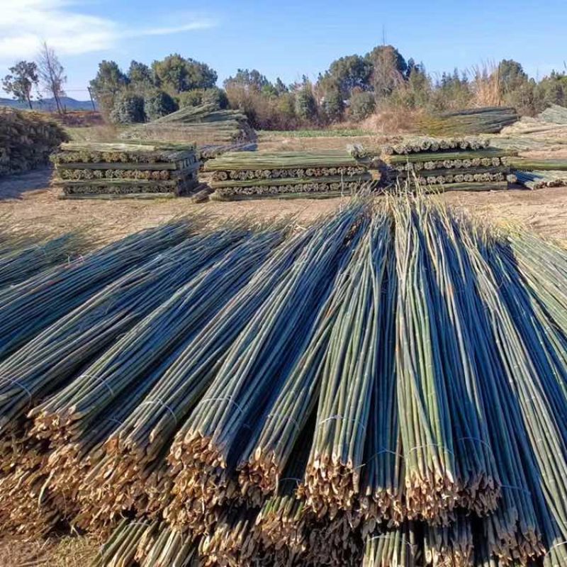 野生小山竹搭架竹竿小竹子