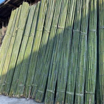 野生小山竹搭架竹竿小竹子