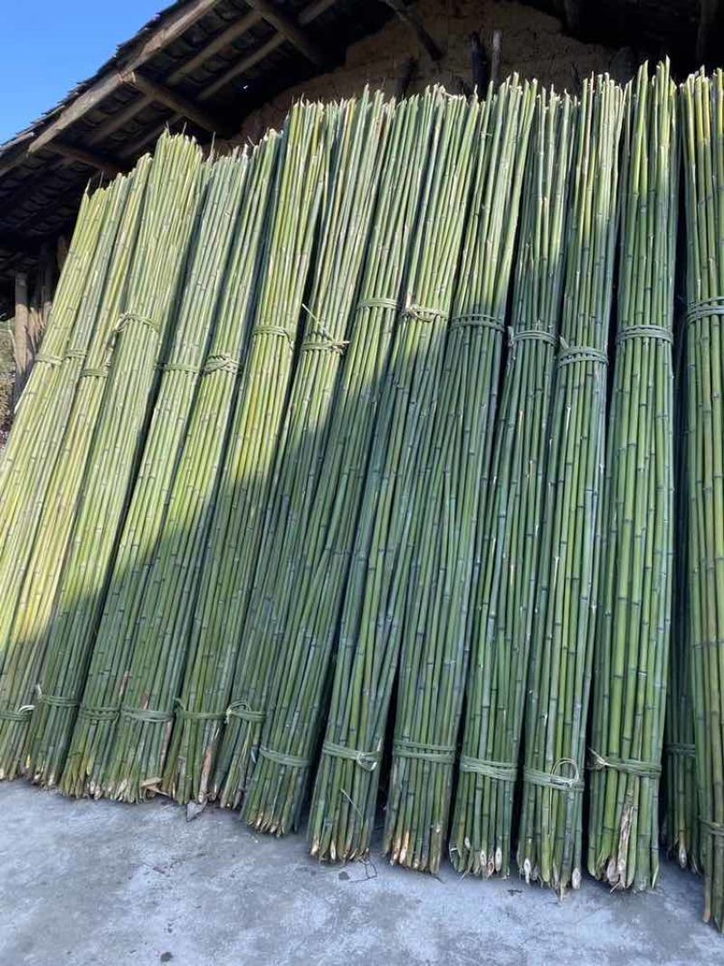 野生小山竹搭架竹竿小竹子