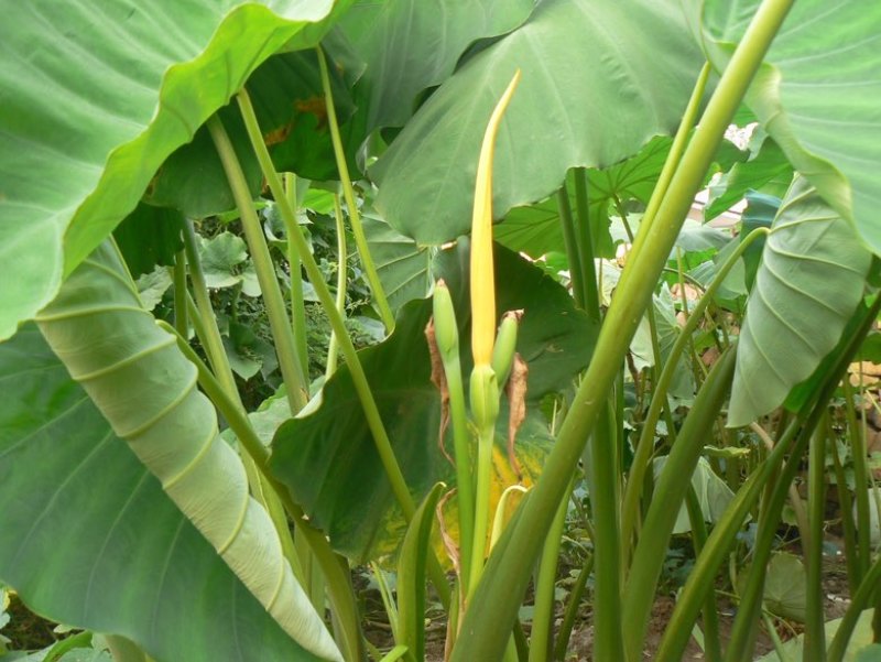 精品香芋