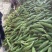 即将上市，甜玉米，高山货，个大，满顶，无虫，120亩基地