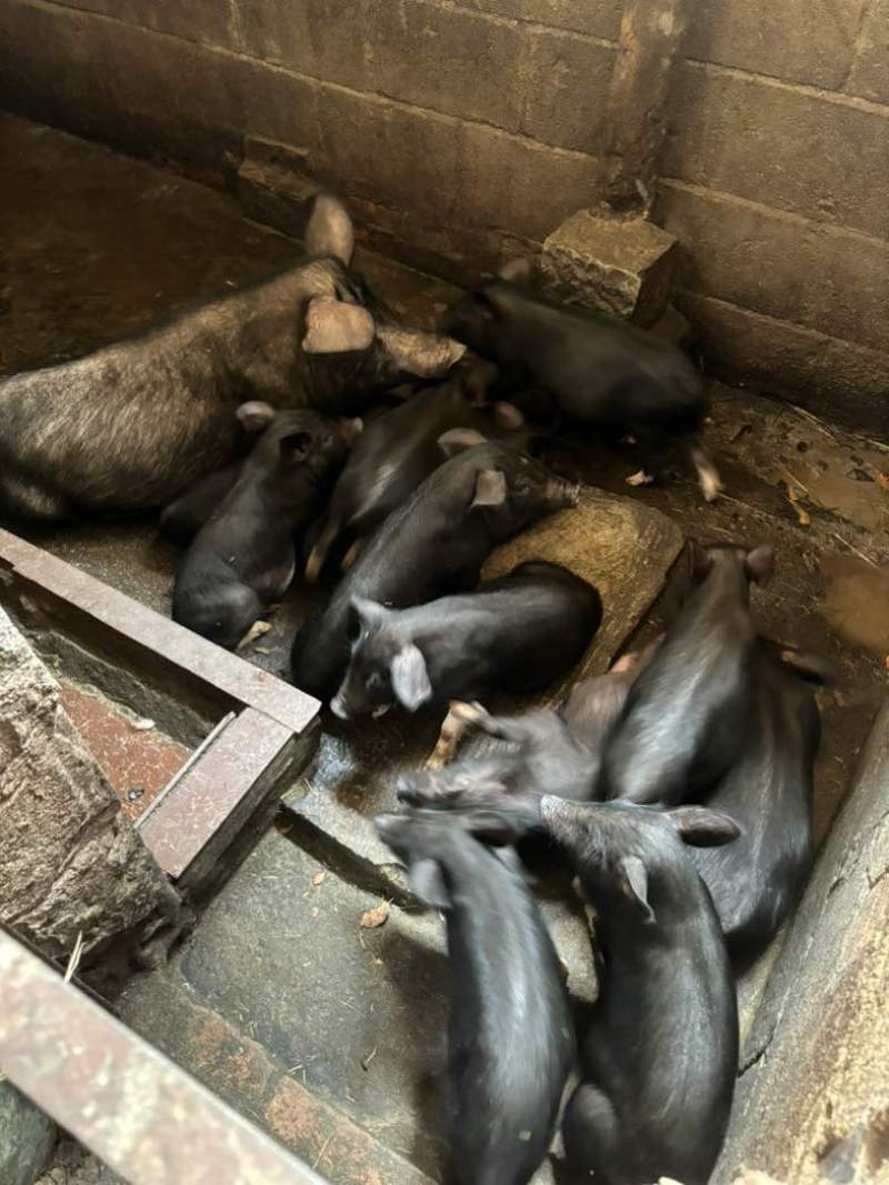 老人自己养的小山猪，