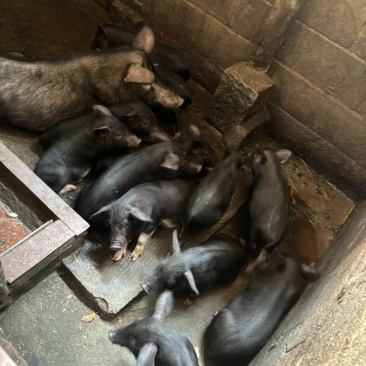 老人自己养的小山猪，