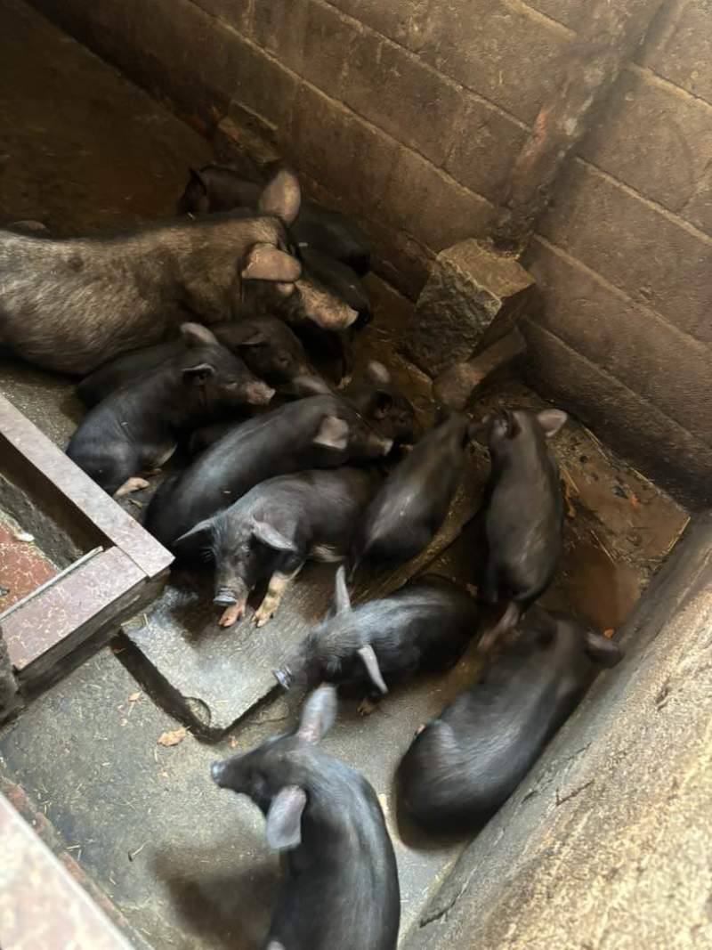 老人自己养的小山猪，