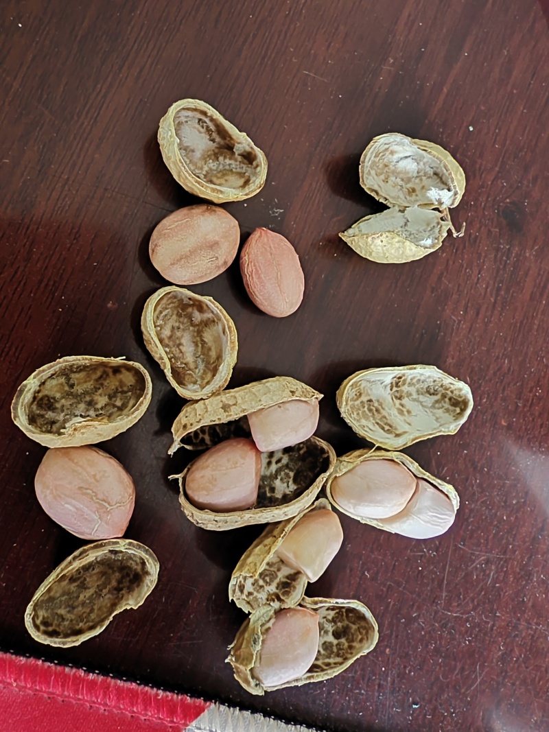 鲜花生
