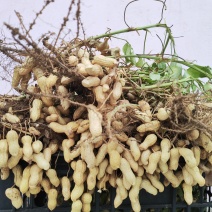 鲜花生