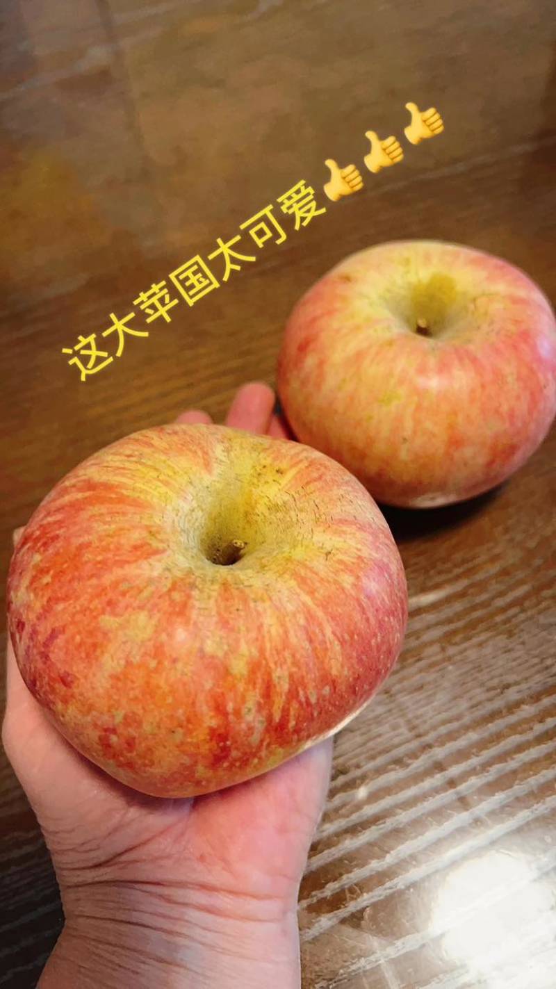 正宗山东烟台栖霞红富士