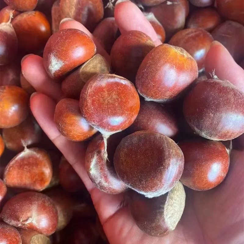 甘肃深山小板栗口感好质量优大量上市欢迎选购