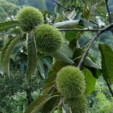 甘肃深山小板栗口感好质量优大量上市欢迎选购