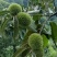 甘肃深山小板栗口感好质量优大量上市欢迎选购