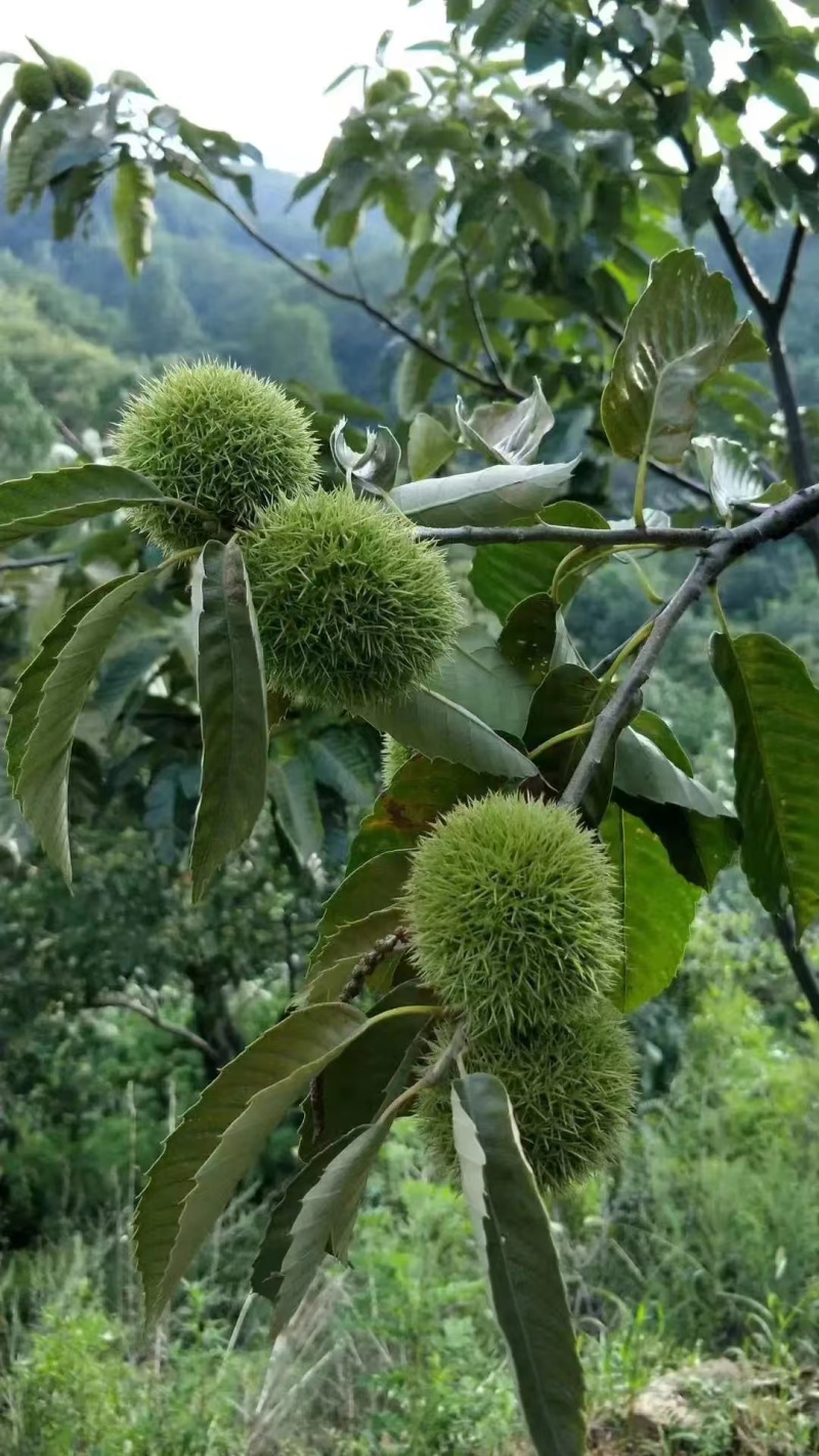 甘肃深山小板栗口感好质量优大量上市欢迎选购