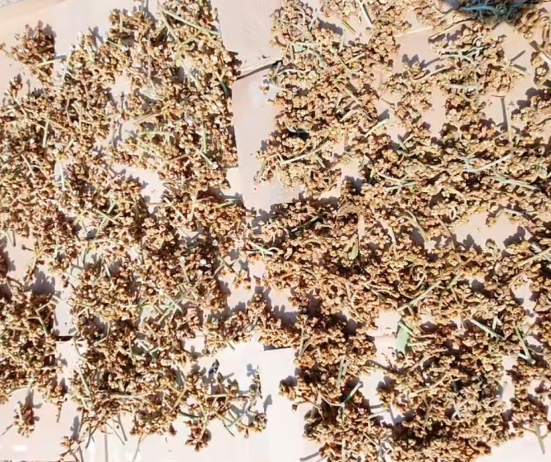 枇杷花