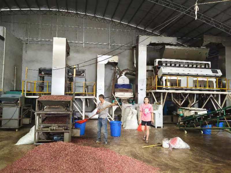 展示现代化花椒筛选、包装生产线 花椒产品加工车间实景