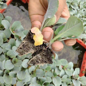 量大从优优质品种现采现发菜花苗