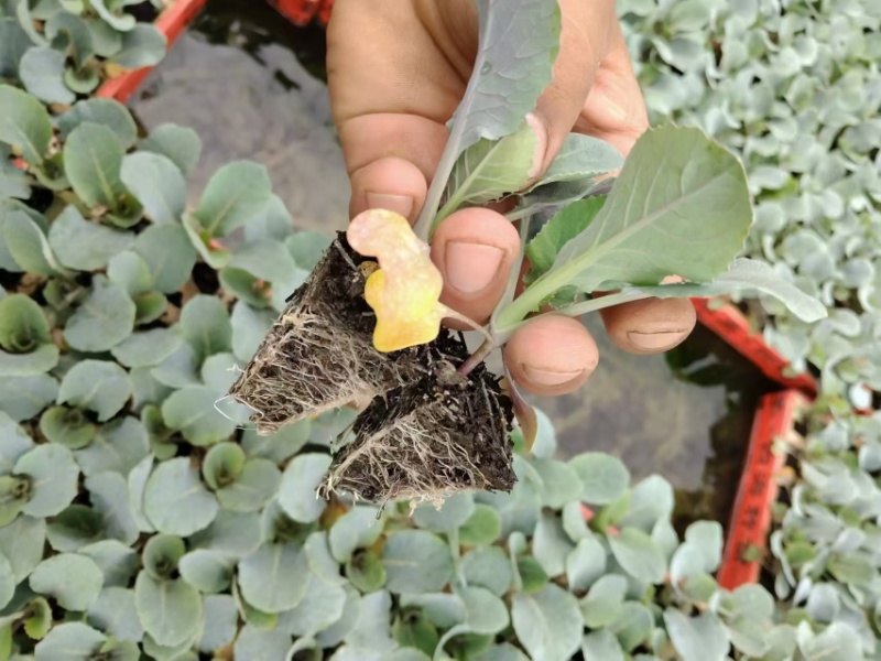 量大从优优质品种现采现发菜花苗