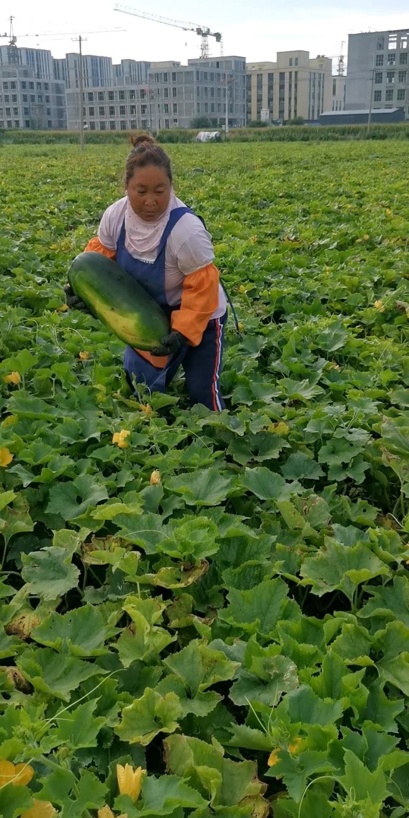 黑皮冬瓜