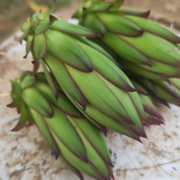 霸王花