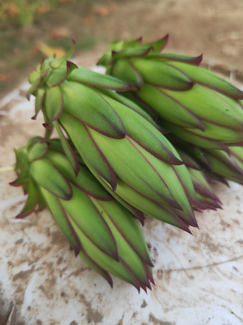 霸王花