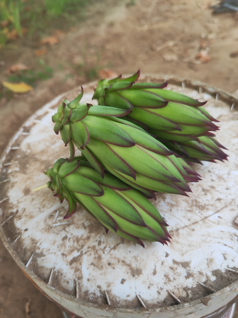 霸王花