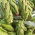 霸王花