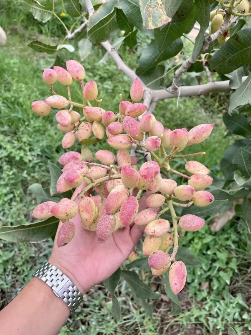 开心果