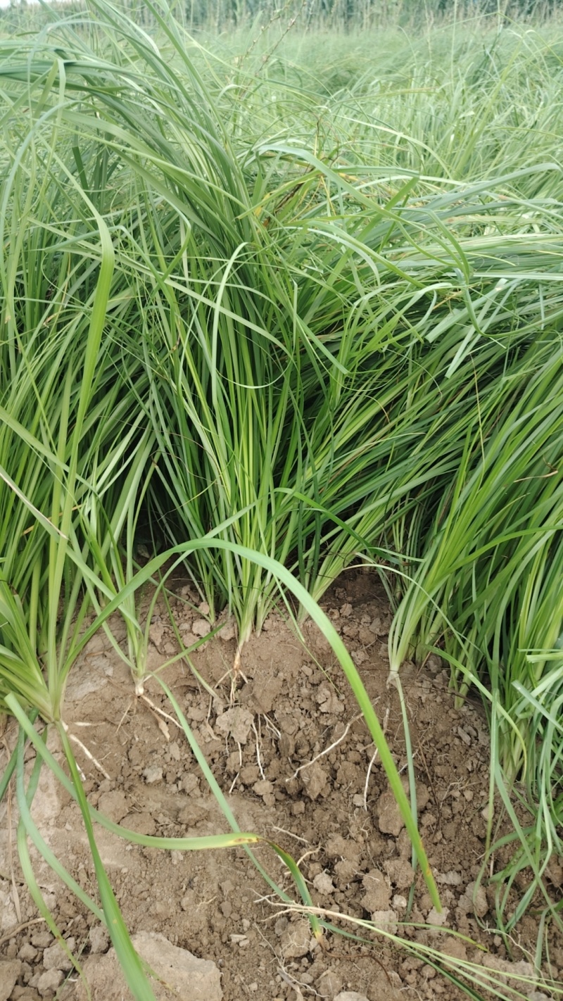 知母苗，