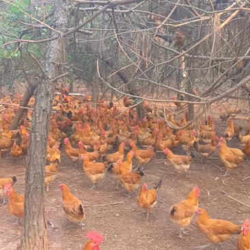 散养青脚土鸡批发