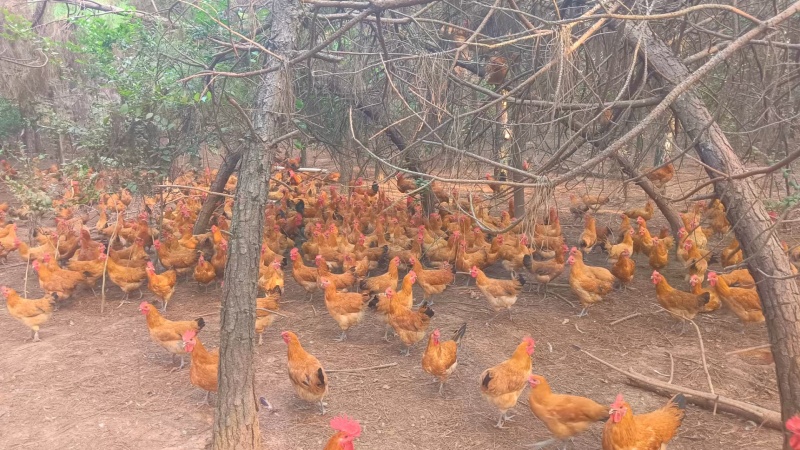 散养青脚土鸡批发