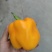 彩椒红椒精品货
