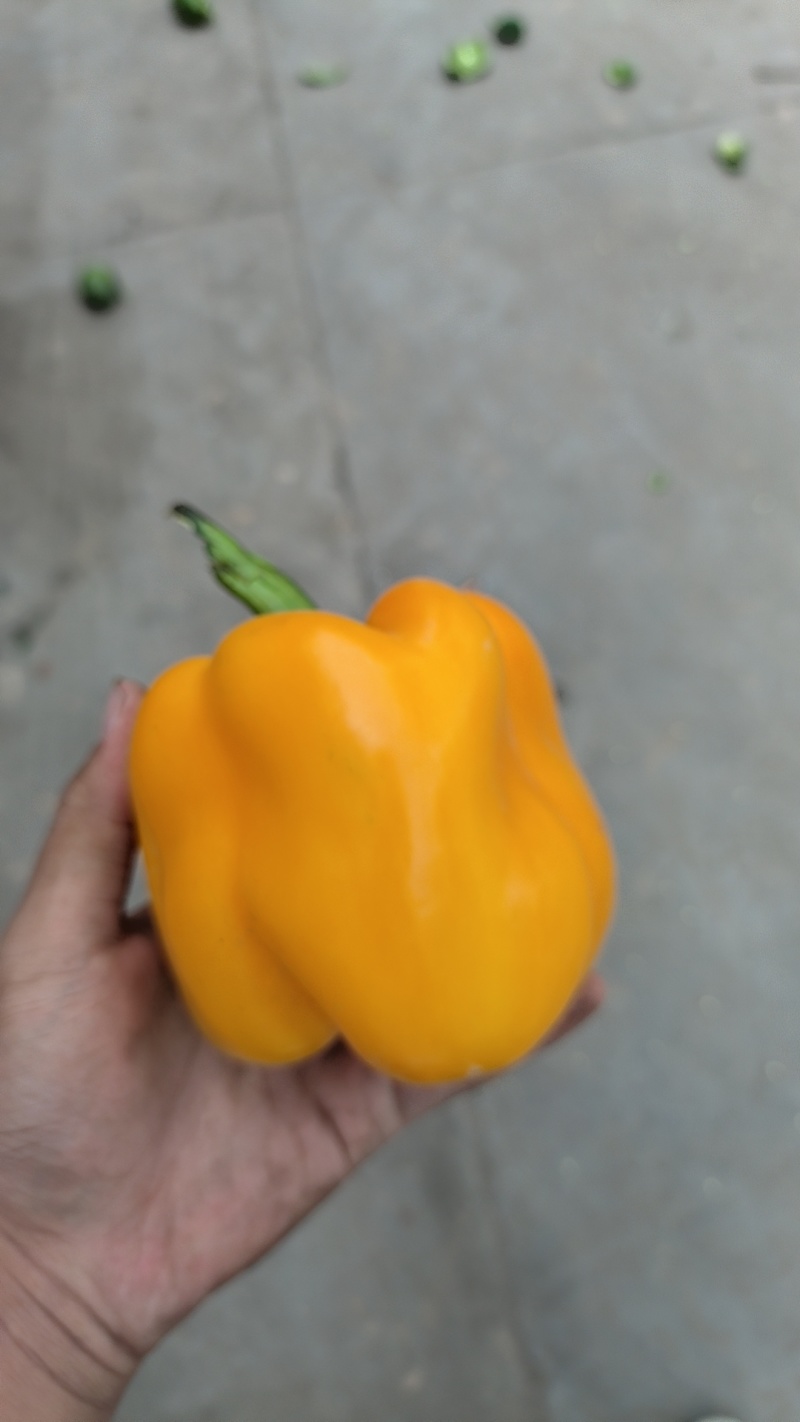 彩椒红椒精品货