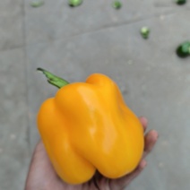 彩椒红椒精品货