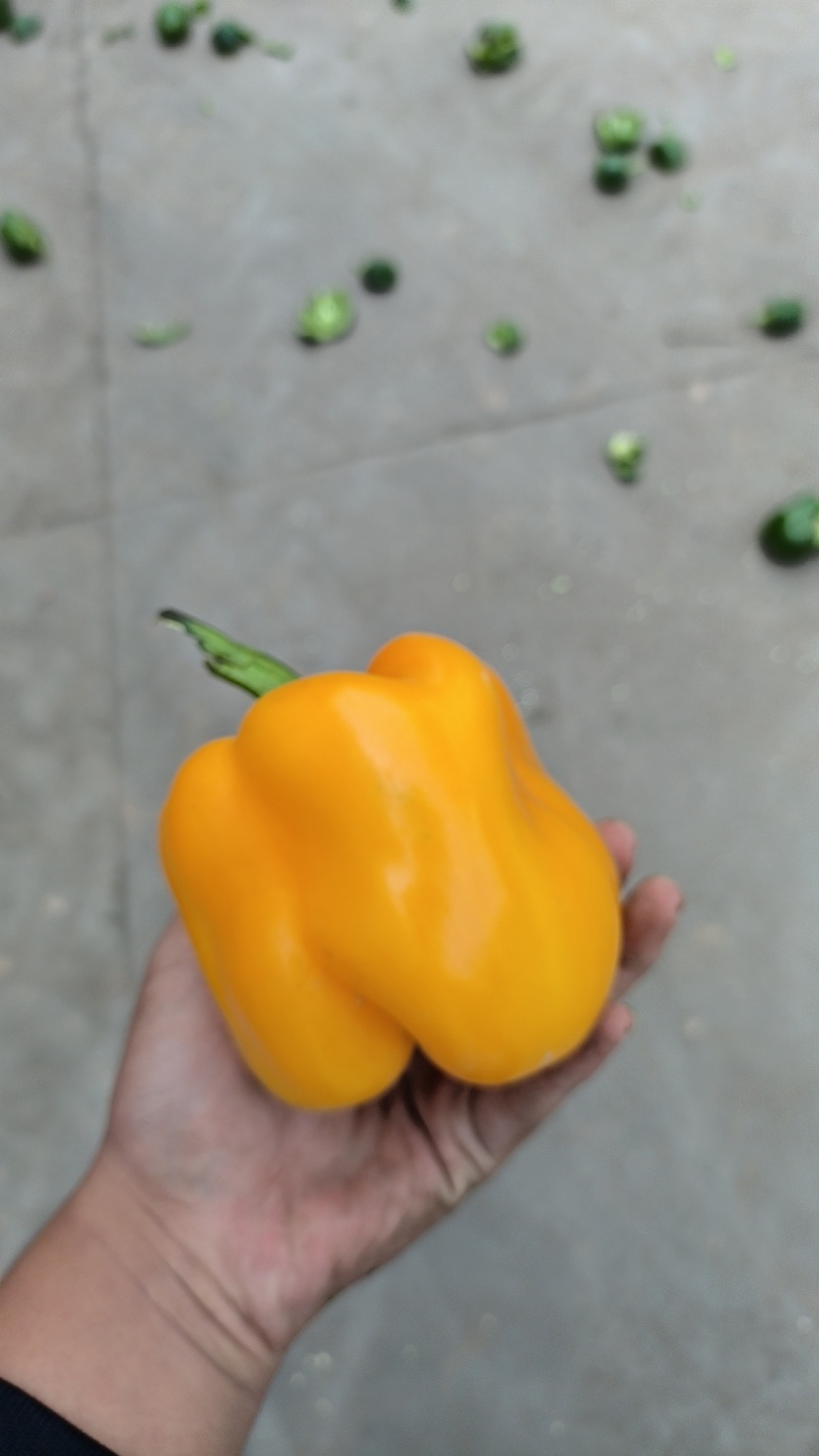 彩椒红椒精品货