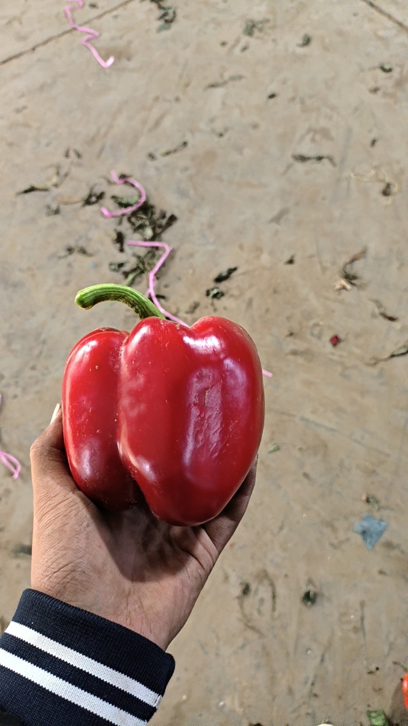 彩椒红椒精品货