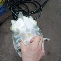 外塘生态甲鱼，鱼龄4-5年，酒楼直供