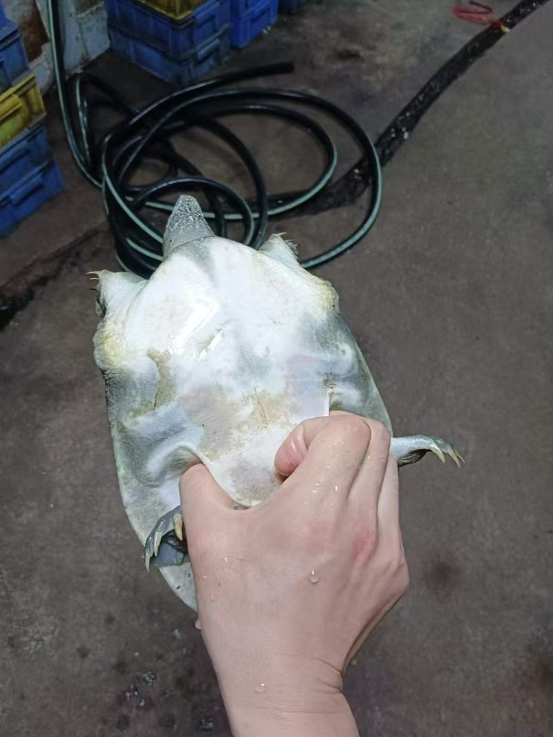 外塘生态甲鱼，鱼龄4-5年，酒楼直供